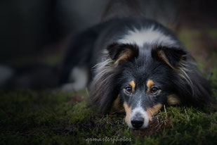  Berger des Shetland seance photo au Workshop Paris Eden Photography & Piktures Arts