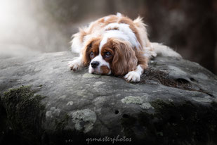 cavalier king charles sigma sport au Workshop Paris Eden Photography & Piktures Arts foret fontainebleau
