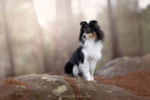 chien Berger des Shetland Workshop Paris Eden Photography & Piktures Arts foret fontainebleau 