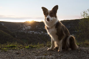 rocamadour sunset photographe canin france cite medievale border collie