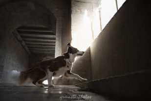 Border collie medieval rocamadour cite photographe canin sonyalpha images