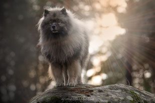 Eurasier canin Workshop Eden Photography et Piktures Arts foret fontainebleau ile de france