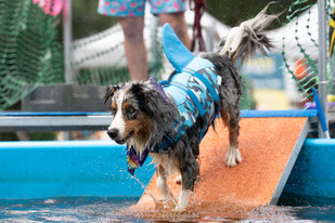 canideplouf 2025 photographe canin toulouse occitanie