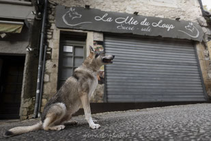 La Mie du Loup Rocamadour wolf chien seance photo sony alpha 7 ville 