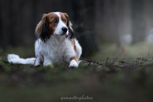 Workshop chien Paris Eden Photography & Piktures Arts foret fontainebleau