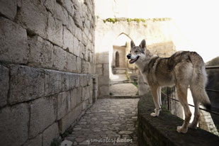 Photographe canin rocamadour chien-loup wolf cite medieval sonyalpha objectif de sigmafrance