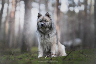 formation Workshop canin Paris foret fontainebleau bokeh