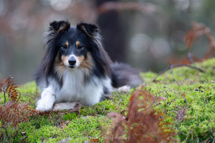 sigma 120-300mm f2.8 sport Workshop Paris Eden Photography & Piktures Arts canin Berger des Shetland