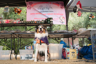 Crazy Dog Mom & Sushi Boutique en ligne d alimentation friandises et accessoires pour animaux de compagnie