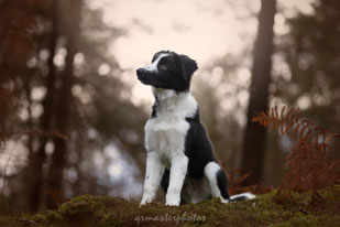 Workshop Paris Canin france seance photo dogphoto
