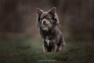  chien Chihuahua  Chiwawa au Workshop Paris Eden Photography & Piktures Arts foret fontainebleau