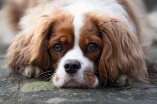 cavalier king charles sigma 120-300mm f2.8 sport workshop