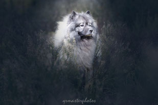 Eurasier chien Workshop Paris Eden Photography Piktures Arts foret fontainebleau