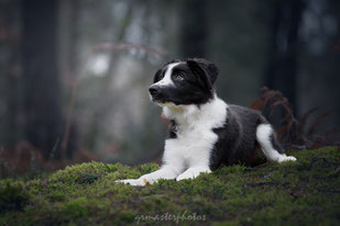 Workshop canin Paris foret fontainebleau dog border collie
