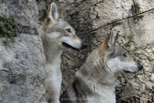 Sony alpha wolf chien loup photographe canin animalier 