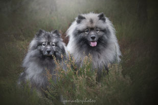 Eurasier Race de chiens Workshop Paris foret fontainebleau