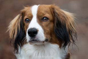 portrait chien au sigma 120-300mm f2.8 sport photo canin