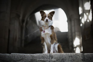 Border collie rocamadour sony alpha france sigma photographe canin
