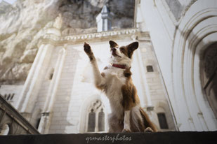 Sigma france photo rocamadour border collie cite medieval projet photos canin