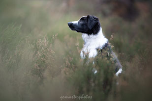 Workshop canin Paris foret fontainebleau chien border collie