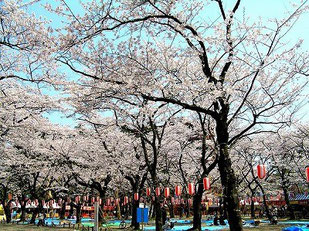 「西公園」は、桜の名所としても有名です。通行止めになり、屋台が並んでにぎわいます。