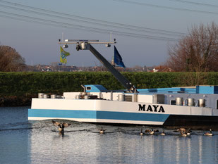 mvs Maya