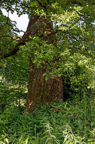 Eiche in Fohlenplacken