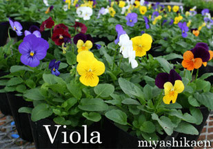 生産直売の宮子花園は、ビオラのポット苗を数色組み合わせて販売しています。