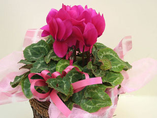 生産直売の宮子花園は、５号鉢のシクラメンを籐カゴにセットして、ご贈答用にラッピングして販売しています。