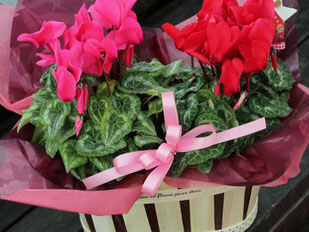 生産直売の宮子花園は、元気で長く咲いてくれる５号鉢シクラメンをギフト用にカゴにセットし、ラッピングして全国発送しています。