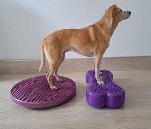 Hund mit Balancepad für Balance Training und Muskelaufbau