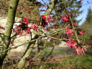 des pompons roses couvrent les branches en plein hiver