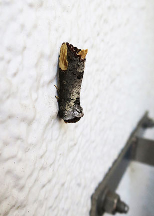 管理事務所の壁にツマキシャチホコの成虫が止まっていた。幼虫の食草はクヌギ、コナラ。それなら、ここに居ても不思議はない。この蛾の仲間は頭を下に向けて止まることが多い。2025.6.27　【写真③：多摩市豊ヶ丘2-1】