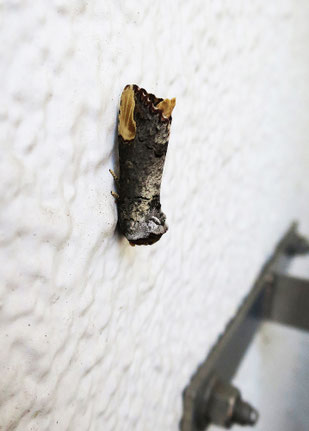 管理事務所の壁にツマキシャチホコの成虫が止まっていた。幼虫の食草はクヌギ、コナラ。それなら、ここに居ても不思議はない。この蛾の仲間は頭を下に向けて止まることが多い。2025.6.27　【写真③：多摩市豊ヶ丘2-1】