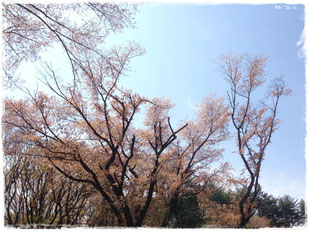桜峠の山桜