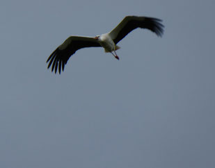 Weißstorch im Flug, Foto: ©Kbenedickt