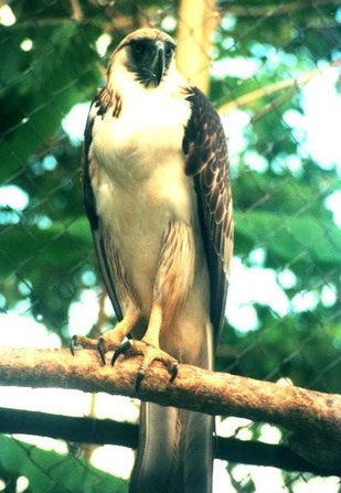 Philippine Eagle (Photo Courtesy of the Philippine Eagle Foundation)