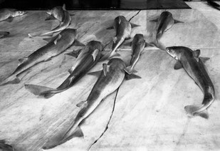 © Hein Gorny