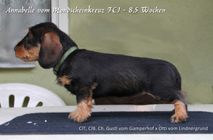 Annabelle vom Mondscheinkreuz FCI 8,5 Wochen alt