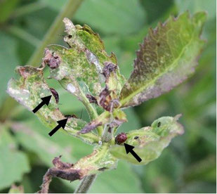 Figure 6.  Adenophora triphylla var. japonica leaves damaged by the plant bug Strongylocoris leucocephalus. Arrows indicate S. leucocephalus larvae.