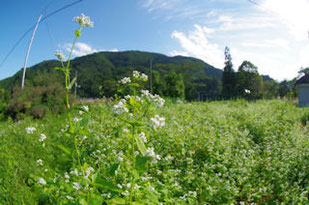 そばの花