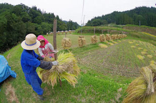 杭掛けの田んぼ