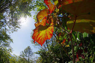 紅葉したヤマブドウの葉