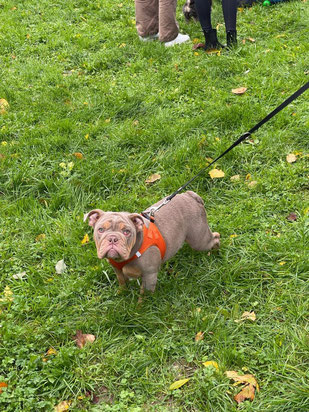 Carlos, englische Bulldogge 