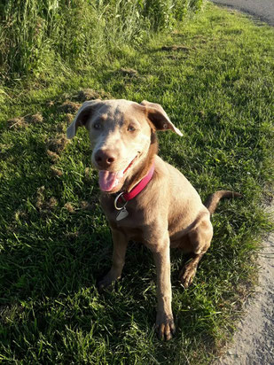 Maja, silberner Labrador 