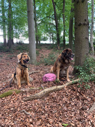 Loki, germanischer Bärenhund und Jala, wildfarbener Hovawart 