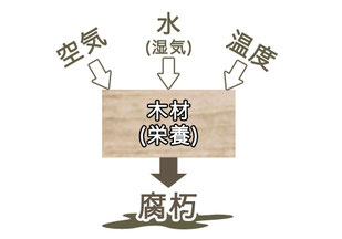 木材の腐朽について　中谷産業株式会社