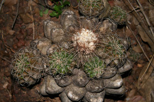 Discocactus hartmannii ssp. giganteus am Typstandort / type habitat / habitat do tipo