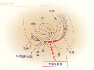 骨盤底筋群