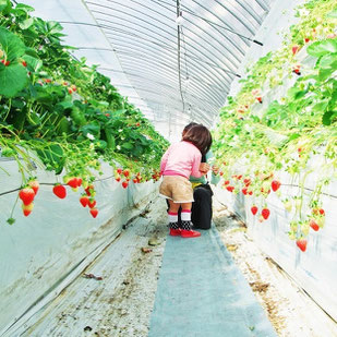 通運橋を渡る用水を巡ります